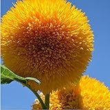 15 Semillas oso de peluche de la semilla de girasol Helianthus semi enano de jardín Semillas de flor hermosa foto / 17,85 €