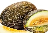 50 Piel de Sapo Melon Seeds | Non-GMO | Heirloom | Fresh Garden Seeds photo / $6.95