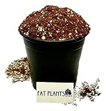 Fat Plants San Diego Premium Cacti and Succulent Soil with Nutrients photo / $22.99