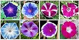 Mixed Color Tall Morning Glory Climbing Vine | 150 Seeds to Plant | Beautiful Flowering Vine. Made in USA, Ships from Iowa photo / $7.29