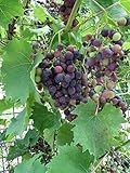 Red Supply Solution Wine Grape 20 Seeds - Vitis Vinifera, Organic Fresh Seeds Non GMO, Indoor/Outdoor Seed Planting for Home Garden photo / $11.29 ($0.56 / Count)