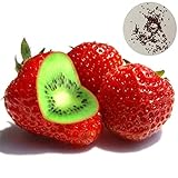 500 Pcs Kiwi Graines De Fraise Graines De Fruits Rustique Haut Taux De Germination Léger Non-OGM Graines De Jardin Graines De Légumes Graines De Fleurs Plante Jardin Décor Graines de fraise kiwi photo / 3,45 € (0,01 € / count)