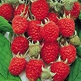 Jumbo Red Raspberry Bush Seeds! SWEET! COMBINED S/H! See Our Store! photo / $9.69