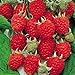 photo Jumbo Red Raspberry Bush Seeds! SWEET! COMBINED S/H! See Our Store!