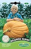 Germisem Atlantic Giant Semillas de Calabaza 3 g, EC4001 foto / 2,21 €