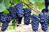 Grape Seeds for Planting-50 Seeds photo / $6.99