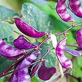 Outsidepride Purple Hyacinth Bean Red Leaved Plant Vine Seed - 100 Seeds photo / $6.49 ($0.06 / Count)