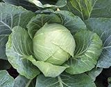 1,000+ Cabbage Seeds- Copenhagen Market by Ohio Heirloom Seeds photo / $4.19