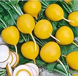 David's Garden Seeds Radish Golden Helios 3377 (Yellow) 200 Non-GMO, Open Pollinated Seeds photo / $3.95