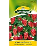 Erdbeeren, Monatserdbeeren Rügen, Fragaria vesca, ca. 100 Samen foto / 2,49 €