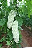 MOCCUROD 15pcs White Pearl Bitter Melon Seeds Rare Vegetable Bitter Gourd Calabash photo / $7.99 ($0.53 / Count)