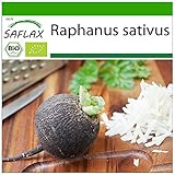 SAFLAX - Ecológico - Rábano - Español Negro - 100 semillas - Con sustrato estéril para cultivo - Raphanus sativus foto / 4,45 €