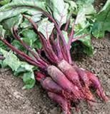 Beets, Cylindra, Heirloom, 100 Seeds, Tender N Sweet, Cylindrical Shape photo / $2.99 ($0.03 / Count)