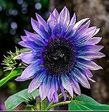 Sunflower Seeds for Planting 50 Pcs Seeds Rare Exotic Purple Garden Seeds Sunflowers photo / $9.90 ($0.20 / Count)