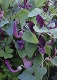 TROPICA - Andalusische Gespensterpflanze (Aristolochia baetica) - 10 Samen foto / 3,25 €