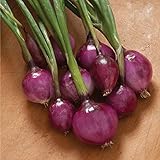 David's Garden Seeds Onion Long-Day Purplette 8374 (Purple) 200 Non-GMO, Open Pollinated Seeds photo / $4.45