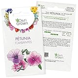 Graines de Pétunia : Kit graine de fleurs pour environ 400 Pétunia - Plante pour jardin et balcon à planter et à faire pousser - Graines de fleur à semer - Qualité supérieure OwnGrown photo / 2,99 €