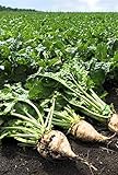 Pelleted-Sugar Beet Seeds - Good yields of Large 3 lb Sugar Beets.Great Tasting!(25 - Seeds) photo / $5.79