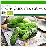 SAFLAX - Ecológico - Pepino - Uva de las colinas - 15 semillas - Cucumis sativus foto / 3,95 €