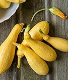 Burpee Saffron Summer Squash Seeds 100 seeds photo / $5.95