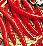 Graines de poivre de cayenne épicées - légumes - capsicum annuum - 300 graines environ - les meilleures graines de plantes - fleurs - fruits rares - poivrons épicés - idée cadeau originale photo / 5,99 €