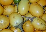 5 Samen Solanum ferox - Aubergine de Siam, essbare Früchte foto / 2,00 €