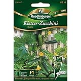 Quedlinburger Saatgut - Kletterzucchini Quine Samen foto / 4,31 € (0,54 € / stück)