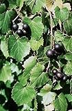 Vitis rotundifolia PURPLE Muscadine Traubenkernen! foto / 17,99 €