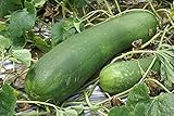 20 Organic Huge Chinese Asian Winter Melon Seeds Wax Gourd - Seed from Year 2021 USA photo / $7.98