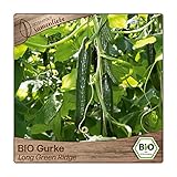 Samenliebe BIO Gurken Samen Long Green Ridge Salatgurke lange Gurke grün 10 Samen samenfestes Gemüse Saatgut für Gewächshaus Freiland und Balkon BIO Gemüsesamen foto / 3,49 €