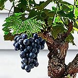 85 Stück Bonsai Zwerg Mini Traubenkerne Köstliche Obstpflanze Garten Balkon Dekor Garten Pflanzensamen Traubenkerne foto / 1,55 €