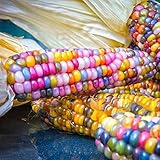 Masoke SemillaCasa - Raras Semillas de Palomitas de Maíz Colorido Dulce Harina de Maíz Mazorcas de Maíz Semillas de Verduras Semillas de Maíz (50 Pcs) foto / 4,99 €