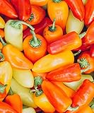 Lunchbox Sweet Peppers 50 Seeds Garden Fresh Vegetables Healthy Planting photo / $7.99 ($0.16 / Count)