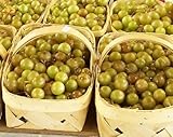 HEIRLOOM NON GMO Giant SCUPPERNONG White Muscadine 5 seeds photo / $13.50