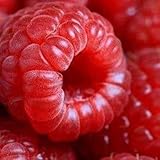 50 Seeds Jumbo RED Raspberry Bush Seeds Rubus Raspberries Sweet Fruit photo / $1.95 ($0.04 / Count)