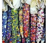 Gem Corn Seeds for Planting(50 Seeds) photo / $7.98 ($0.16 / Count)