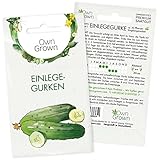 Einlegegurken Samen: 20 Gurken Samen für die Vorgebirgstraube Gurke – Samen Gemüse für Gurken Pflanzen – Gurken Saatgut – OwnGrown Gemüse Samen Gurke foto / 2,95 €