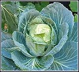 50+ Cabbage- Copenhagen Market Seeds, Heirloom, Non GMO Seed Tasty Healthy Veggie photo / $2.29 ($0.05 / Count)