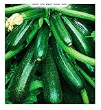 Semillas de calabacín híbrido diamant - vegetales - cucurbita pepo - zi015 - las mejores semillas de plantas - flores - frutas raras - idea de regalo - calabacines - aproximadamente 75 semillas - a foto / 8,18 €