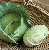 David's Garden Seeds Cabbage Tendersweet 9983 (Green) 50 Non-GMO, Hybrid Seeds photo / $3.45