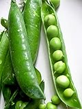 Pea Little Marvel Great Heirloom Vegetable 1,200 Seeds by Seed Kingdom photo / $11.95