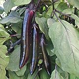 Shikou Hybrid Eggplant Seeds (40 Seed Pack) photo / $4.69 ($0.12 / Count)