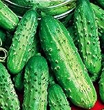 Semillas de pepino pequeño de París sel - frutas - foggianello - pepinos pequeños - cucumis sativus - las mejores semillas de plantas - flores vegetales - raras - 150 semillas aproximadamente foto / 10,71 €