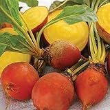 Golden Detroit Beet Seeds (25 Seeds) photo / $4.13 ($0.17 / Count)