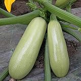 Semillas de calabacín de la calabaza de verano de 50 unids, planta de techo de granja de huertos nutritivos para plantar jardín yarda al aire libre 1 Semillas de calabacín foto / 3,43 €