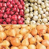 Red,Yellow,White or Mix Onion Sets (40 bulbs) Garden Vegetable(Red) photo / $5.35