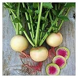 Watermelon Radish Seeds | Heirloom & Non-GMO Vegetable Seeds | Radish Seeds for Planting Home Outdoor Gardens | Planting Instructions Included with Each Packet photo / $6.95