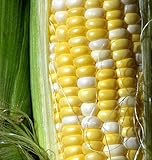 Peaches and Cream Sweet Corn Seeds 1/2 lb photo / $24.97