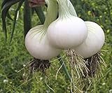 Seeds Onion White Queen Giant Heirloom Vegetable for Planting Non GMO photo / $7.99