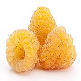 Golden Raspberry - 5 Golden Raspberry Plants - Everbearing - Organic Grown photo / $49.95